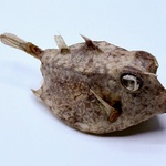Taxidermy Japanse Blowfish – Doku Fugu