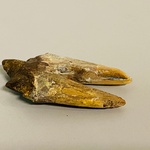 Basilosaurus tand