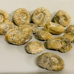 Ca. 14x Ammoniet fossiel