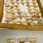 Ca. 60x Haaientanden