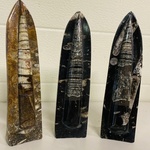 3x Orthoceras op standaard