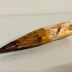 Spinosaurus tand 12cm