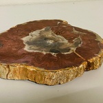 Versteend hout plak met standaard
