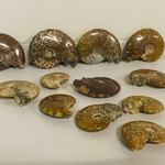 Ca. 12x Ammonieten