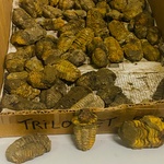 Ca. 58x Trilobiet fossiel