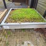 Sedum dakje