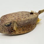 Taxidermy Japanse Blowfish – Doku Fugu