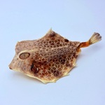 Taxidermy Japanse Blowfish – Doku Fugu