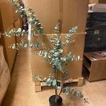 Kunstplant, Pure, Eucalyptus Globulus, groen/zwart, 150cm