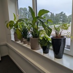 8x Plant in pot