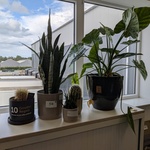 5x Plant in pot