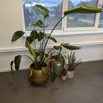 4x Plant in pot