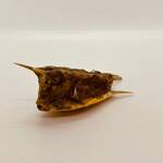 Taxidermy Japanse Blowfish – Doku Fugu