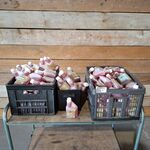 Castrol Power 1 2 takt olie partij, Castrol, Power 1, Wit