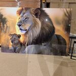 Schilderij gehard glas Leeuw met welp Homebound