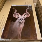 Schilderij gehard glas Kudu