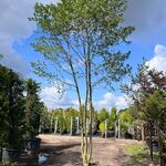 Zwarte els, Alnus Glutinosa, meerstammig, ca. 6 m hoog