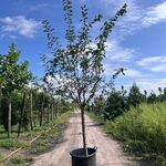 Sierappel, Malus ‘Red Sentinel’, bloesemboom, rode sierappeltjes, ca.