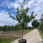 Ca. 10x Fruitboom, Prunus ‘Thirynthos’, E.a., halfstam, vruchtdragend,