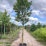 4x Portugese laurier, Prunus ‘Angustifolia’, leigeschikt, wintergroen,