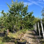 Zevenzonenboom, Heptacodium Miconioides, meerstammig, witte/rode bloei