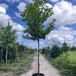3x Laurierkers, Prunus ‘Novita’, leigeschikt, wintergroen, ca. 4 m hoo