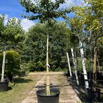 2x Japanse notenboom, Ginkgo Biloba, dakboom, gele herfstkleur, ca. 22