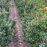 Ca. 100x Blauwe hulst, Ilex ‘Blue Maid’, haagplant, wintergroen, ca. 8