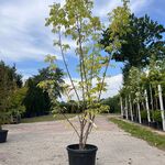 5x Sierstruik, Callicarpa, E.a., sierheester, bloei/herfstverkleuring,