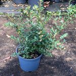 Ca. 70x Japanse hulst, Ilex ‘Green Hedge’, haagplant, wintergroen, ca.