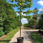 2x Winterlinde, Tilia ‘Greenspire’, leiboom, ca. 180 cm stamhoogte