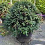 Ca. 15x Venijnboom, Taxus Baccata, bolvorm, wintergroen, ca. 60 cm bre