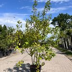 3x Sierstruik, Euonymus Europaeus, E.a., sierheester, bloei/herfstverk