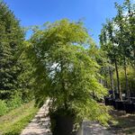Japanse esdoorn, Acer ‘Dissectum’, prieelboom, ca. 150-175 cm hoog
