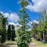 2x Beuk, Fagus Sylvatica, zuilvorm, groenbladig, ca. 5 m hoog