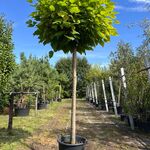 Trompetboom, Catalpa ‘Nana’, bolboom, ca. 180 cm stamhoogte