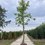 Moeraseik, Quercus Palustris, hoogstam, roodoranje herfstkleur, ca. 3-