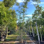 2x Valse Christusdoorn, Gleditsia ‘Skyline’, meerstammig, ca. 250-300