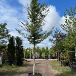 Beuk, Fagus Sylvatica, hoogstam, groenbladig, ca. 5-6 m hoog