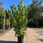 9x Laurierkers, Prunus ‘Rotundifolia’, haagplant, wintergroen, ca. 150