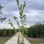 2x Rode esdoorn, Acer Rubrum, meerstammig, ca. 200-250 cm hoog
