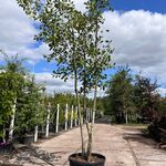 Zwarte els, Alnus Glutinosa, meerstammig, ca. 3.5-4 m hoog