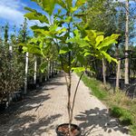 Westerse magnolia, Magnolia Tripetala, witte bloei, ca. 2-2.5 m hoog
