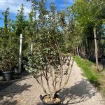 Olijfwilg, Elaeagnus Ebbingei, meerstammig, wintergroen, ca. 150-175 c