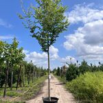 Japanse schijniep, Zelkova Serrata, hoogstam, ca. 4-5 m hoog