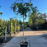 3x Blauweregen, Wisteria ‘Prolific’, dakvorm, blauwe bloei, ca. 2.5 m