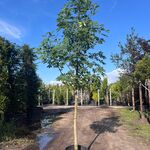 2x Indische paardenkastanje, Aesculus Indica, hoogstam, ca. 4-5 m hoog