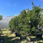 9x Hulst, Ilex Aquifolium, haagplant, wintergroen, ca. 200-225 cm hoog