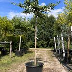 2x Japanse notenboom, Ginkgo Biloba, dakboom, gele herfstkleur, ca. 22