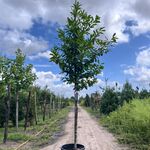 4x Laurierkers, Prunus ‘Novita’, leigeschikt, wintergroen, ca. 3.5-4 m
